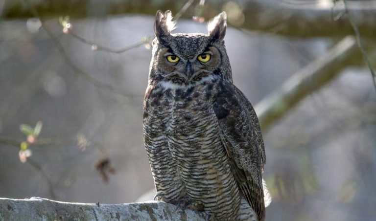 Gorgeous Owls You Can Find In Kentucky Omg Birds