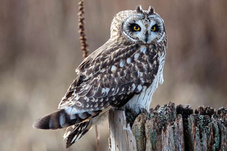 Gorgeous Owls You Can Find In Kentucky Omg Birds