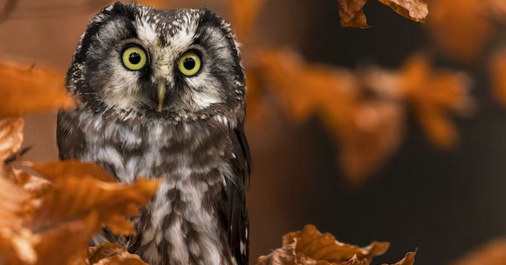 owl with eyebrows 