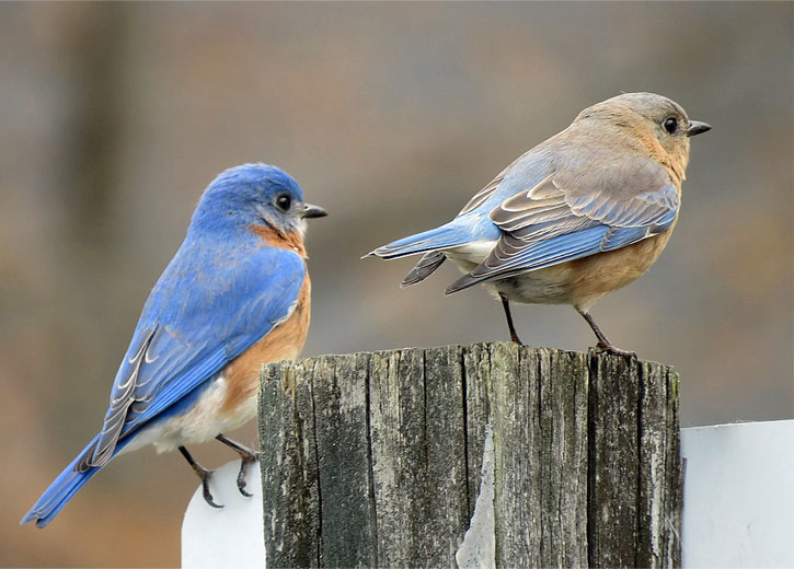 Winter Eastern Bluebirds