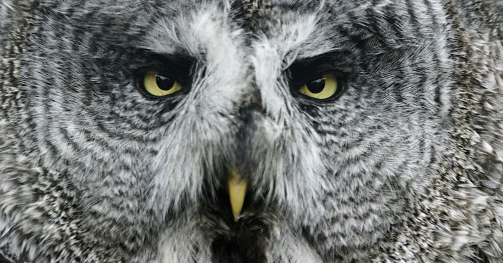 Great Grey Owls Utah