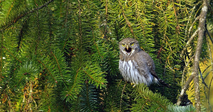Northern Pygmy-Owls