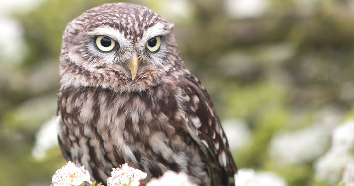 Utah Owls