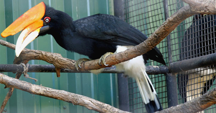 horned birds with long beaks