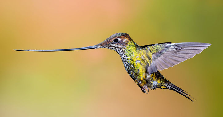 long beak hummingbirds