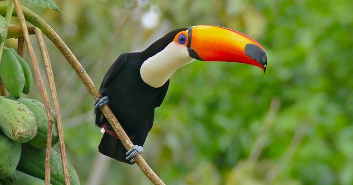 exotic birds with long beaks
