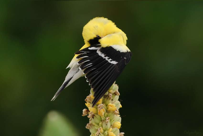 American Goldfinch Wings