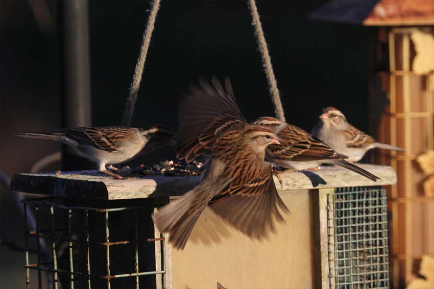 Chipping Sparrow Wings