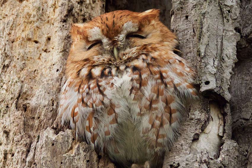 Eastern Screech Owl Red Phase