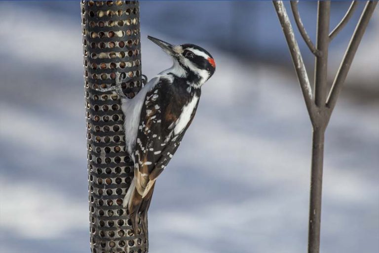 10 Species of Woodpeckers in Arkansas - OMG Birds!