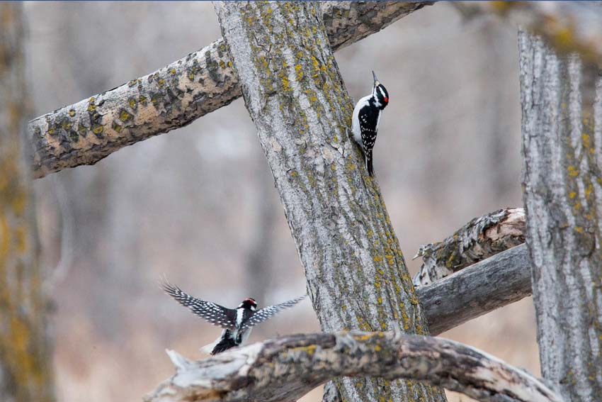 Hairy Woodpecker in Flight