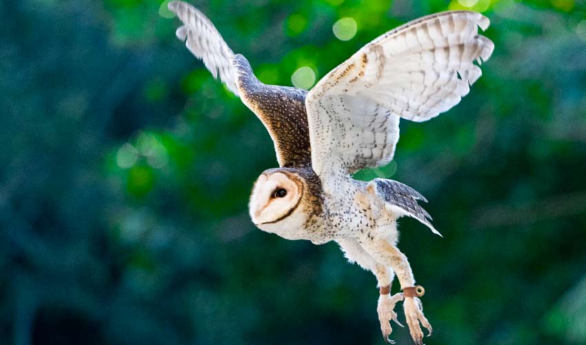 Kentucky Owls