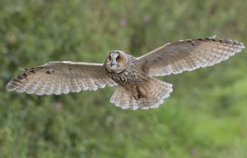 Long Eared Owl in Flight