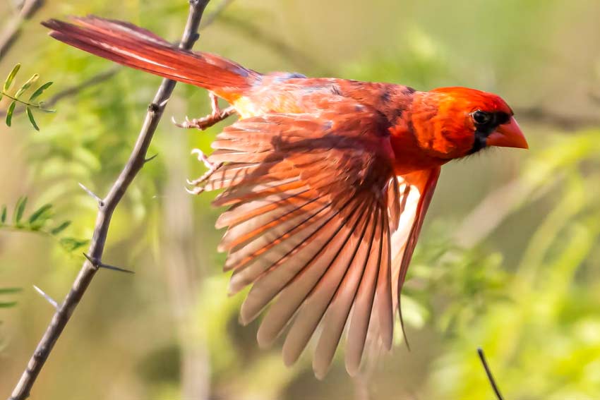 Northern Cardinal Wings