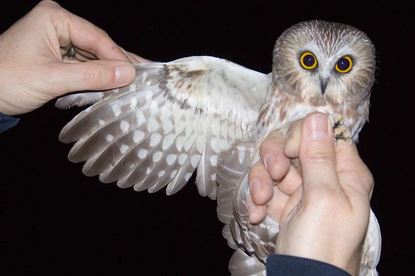 Northern Saw Whet Owl Wings