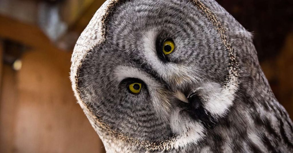7 Different Types of Owls You Can Find in Utah OMG Birds!