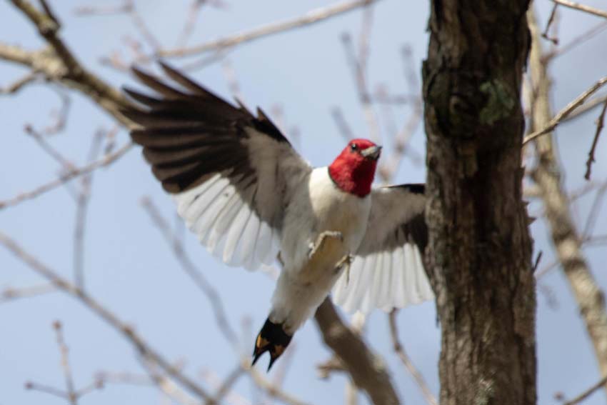 Red Headed Woodpecker in Flight