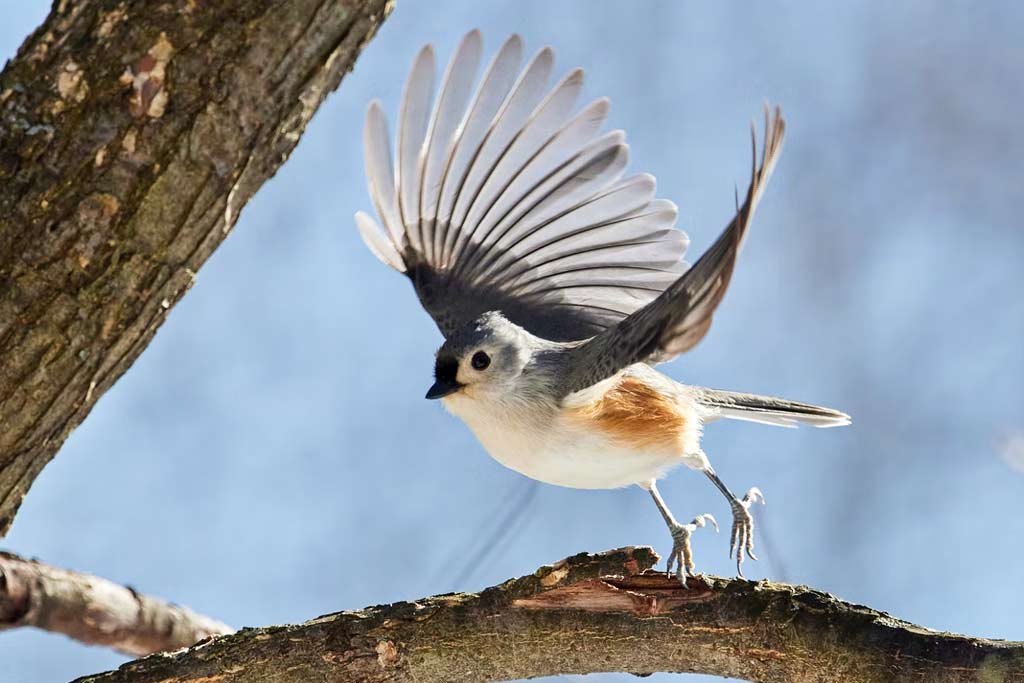 Tufted Titmouse Wings