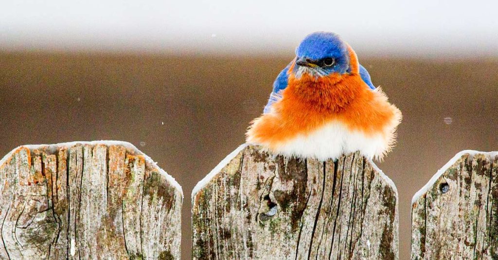 8 Winter Birds You Can Find in West Virginia OMG Birds!