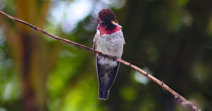 pink bird in Yosemite