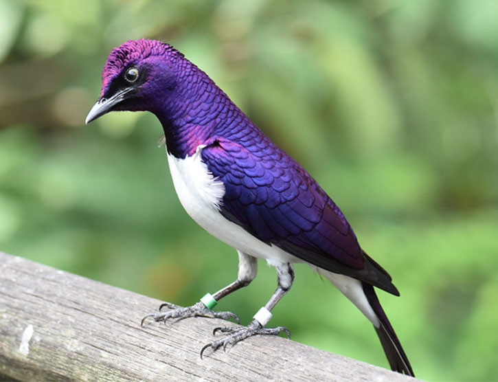 deep purple bird