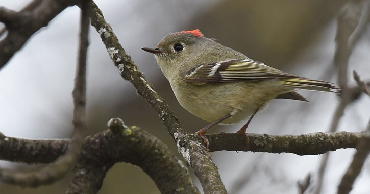 Ruby-crowned kinglet