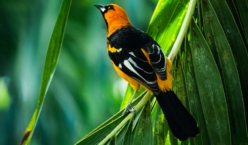 Bullocks Oriole