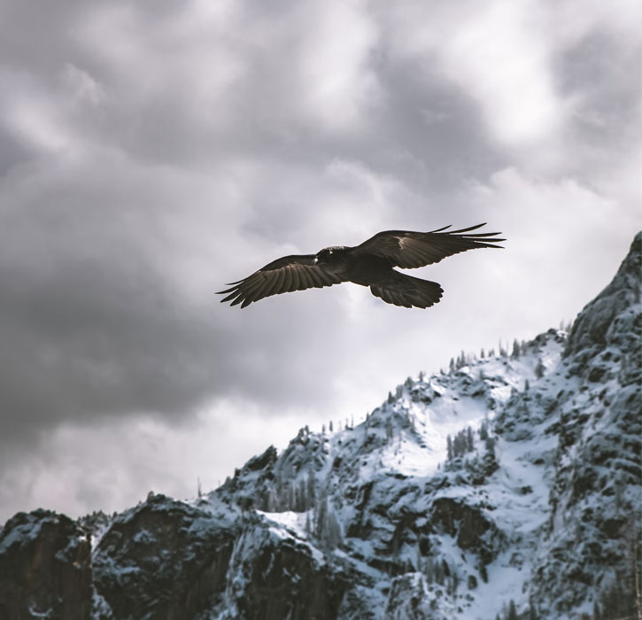 eagles in Yosemite