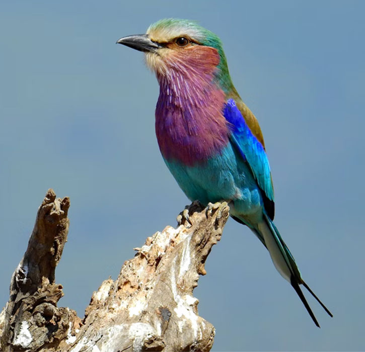 African purple bird - Lilac-breasted roller