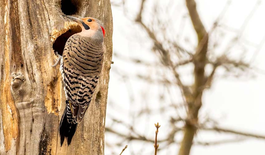 Northern Flicker