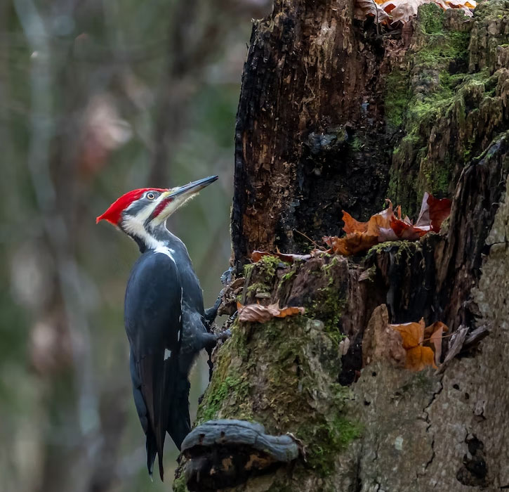 Yosemite Woodpeckers 