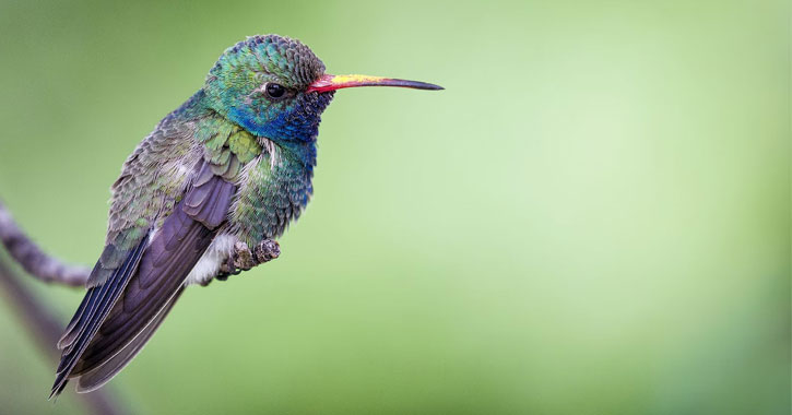violet hummingbirds