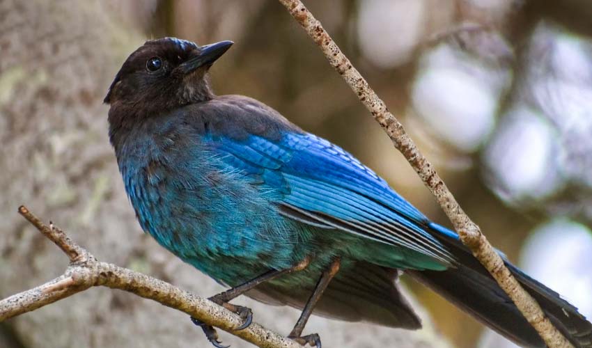 Yosemite Birdwatching: 7 Common Birds in Yosemite - OMG Birds!