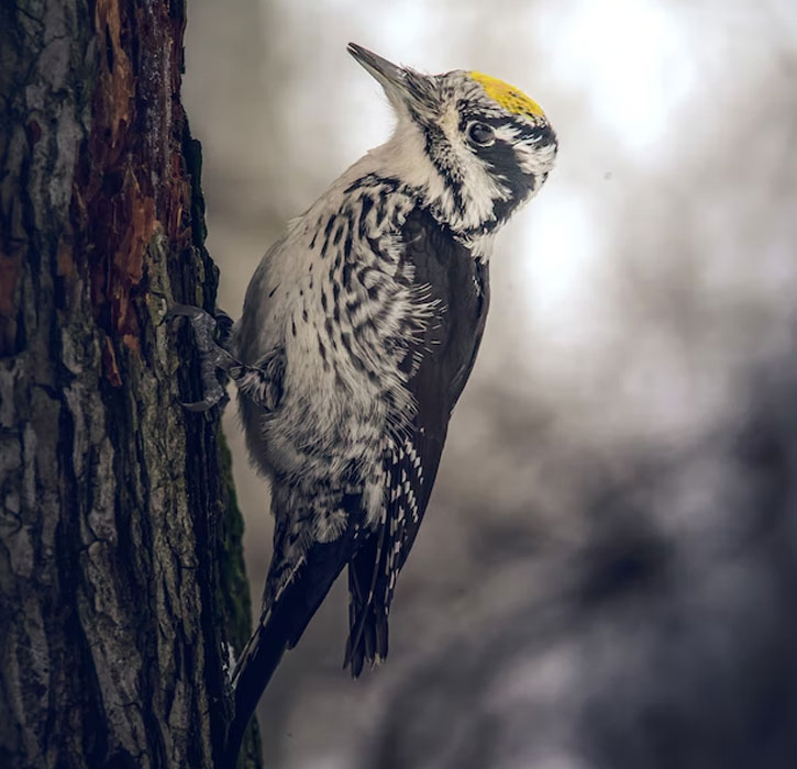 black and white woodpecker in Alaska with yellow spot on head