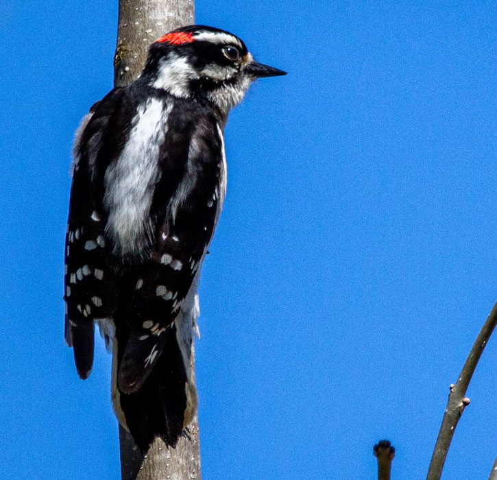 black and white woodpecker in Alaska with red dot on head