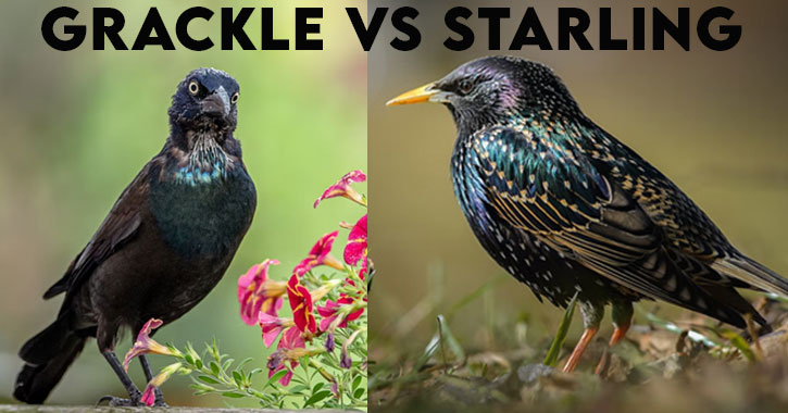 grackle vs starling