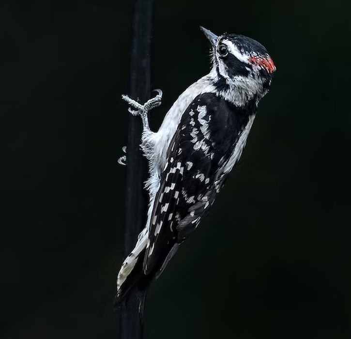 dotted Alaska woodpeckers