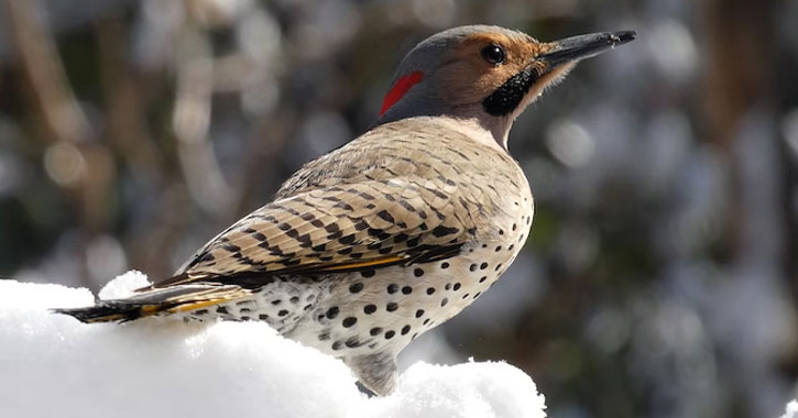 Alaska woodpecker