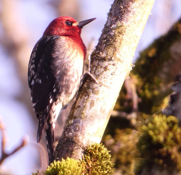 red head woodpecker in Alaska
