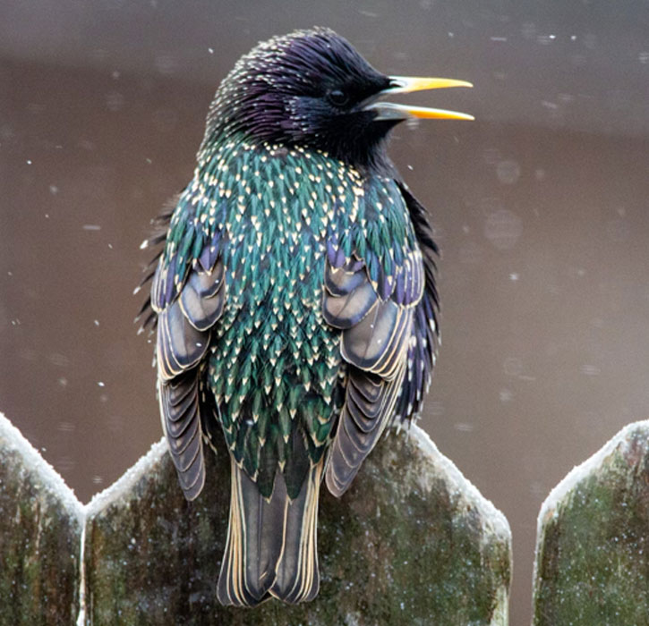 pictures of starlings 