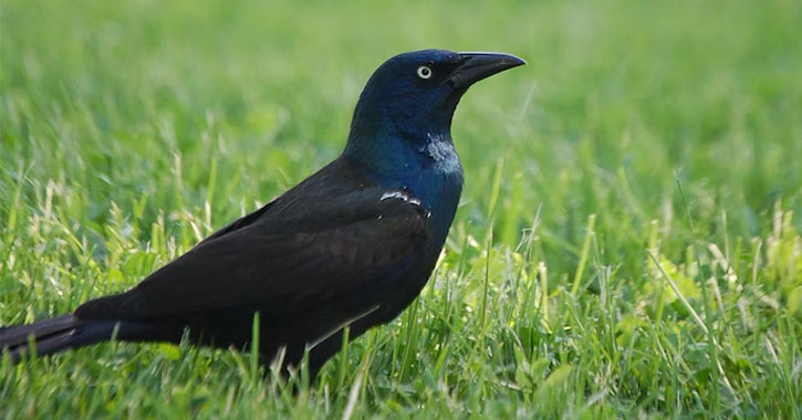 black grackle bird that looks like a crow with blue head