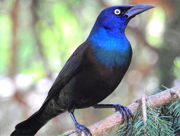 pictures of grackles