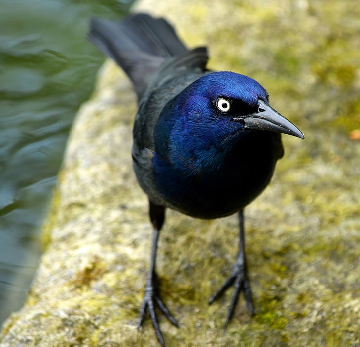blue face of grackle bird