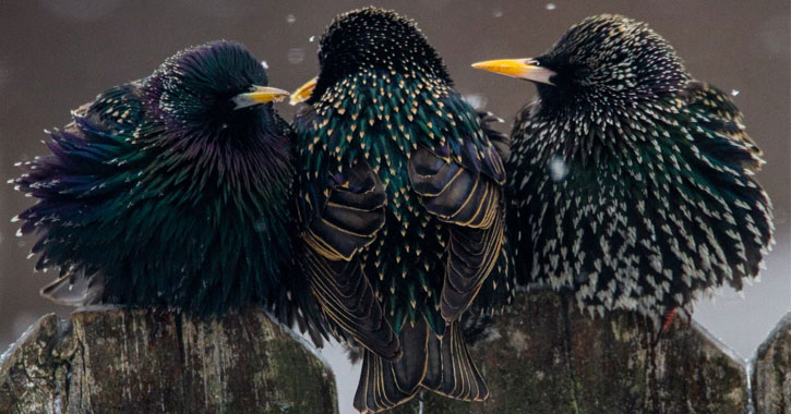 group of starling birds