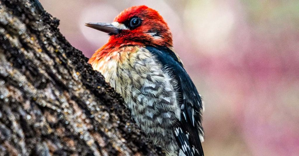 7 Striking Woodpeckers You Can Find in Alaska OMG Birds!