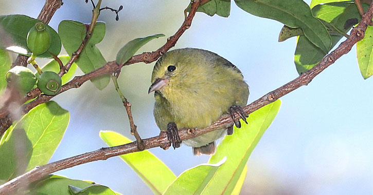 birds in Kauai