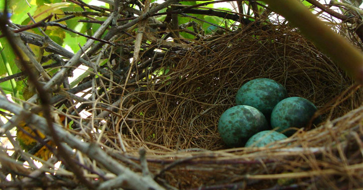 what birds lay blue eggs 