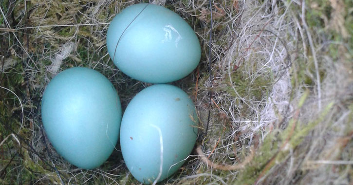 birds with light blue eggs 
