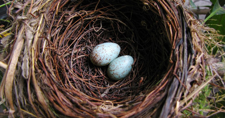 blue egg laying birds