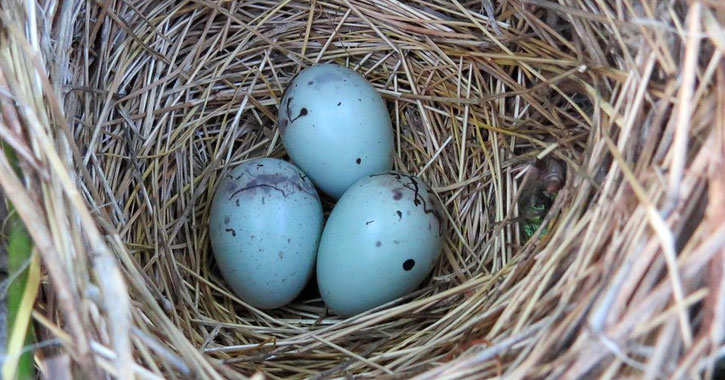 what bird lays blue eggs 